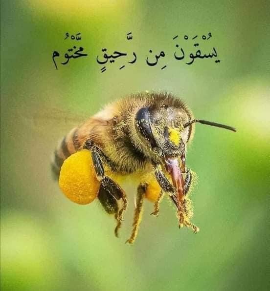 About Image